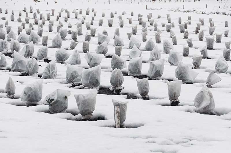 tarım-ve-seracılık-2